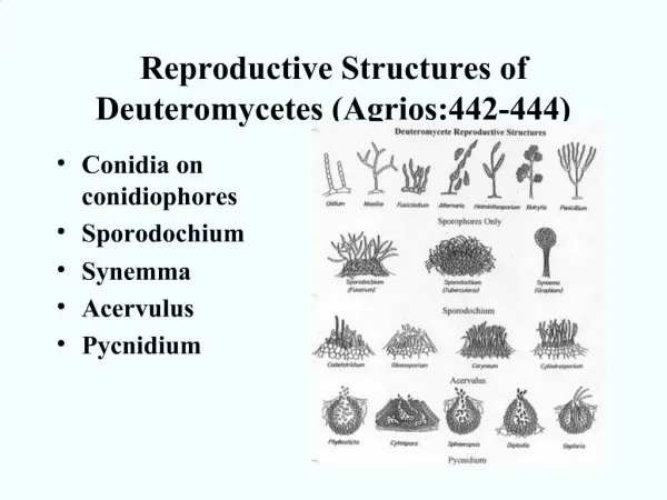 Reproductive Structures of Deuteromycetes Agrios:442-444