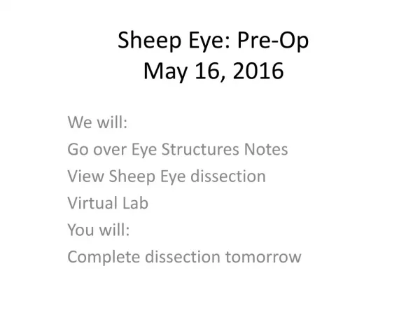Sheep Eye: Pre-Op May 16, 2016