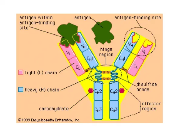 Organization and Expression of Immunoglobulin Genes