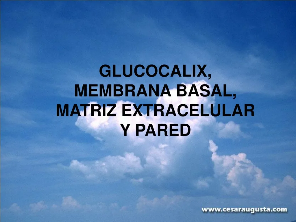 glucocalix membrana basal matriz extracelular