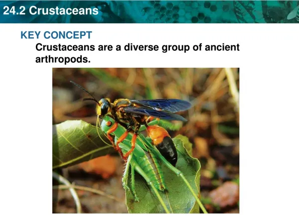 KEY CONCEPT Crustaceans are a diverse group of ancient arthropods.