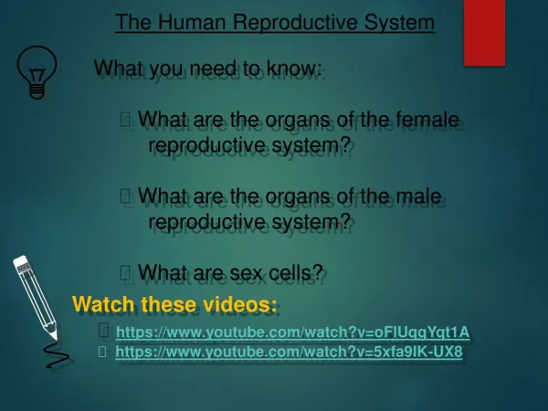 the human reproductive system