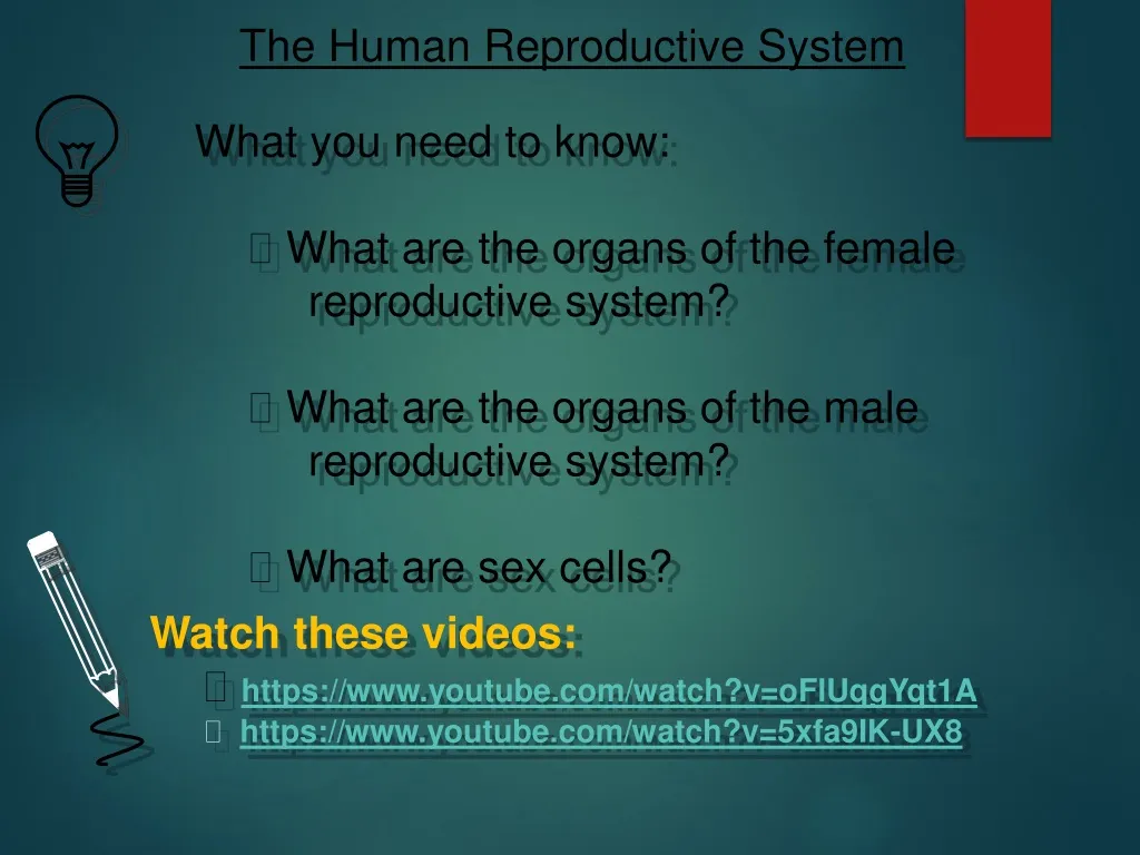 the human reproductive system