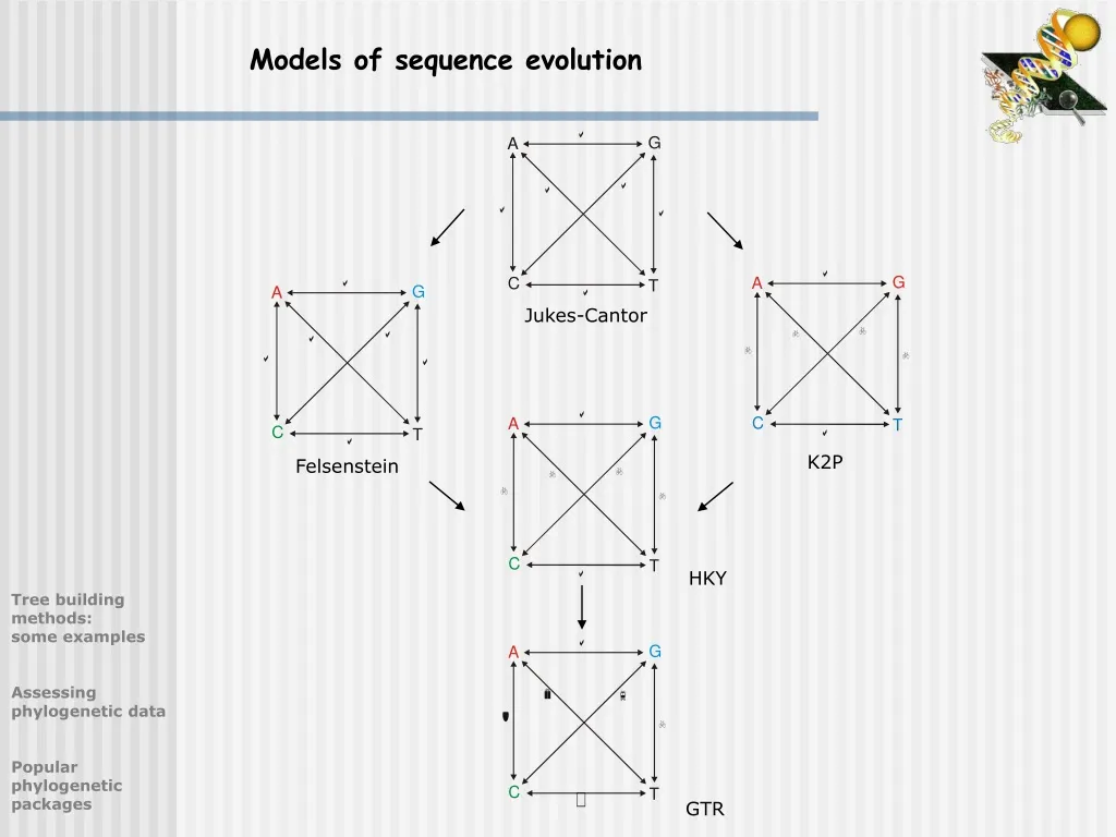 models of sequence evolution