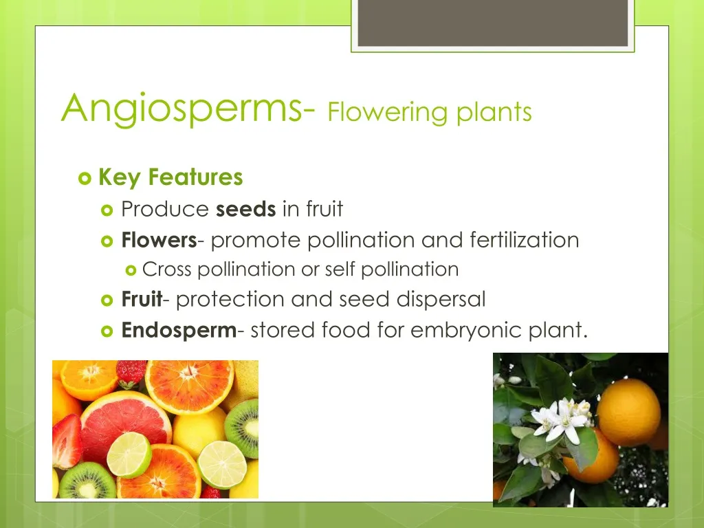 angiosperms flowering plants