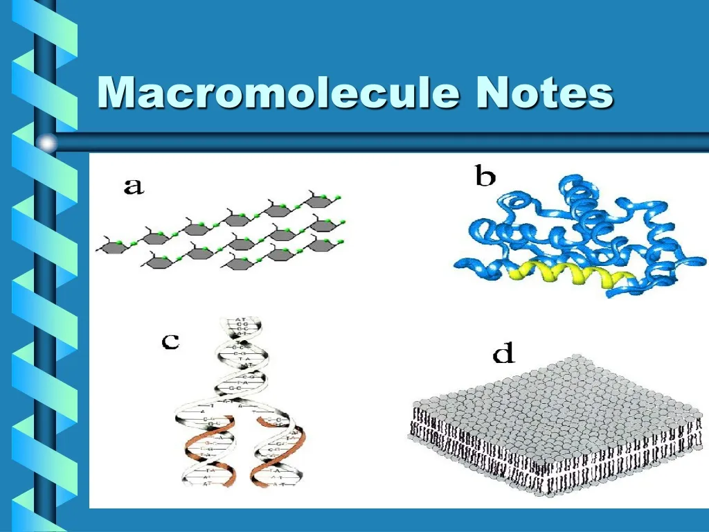 macromolecule notes