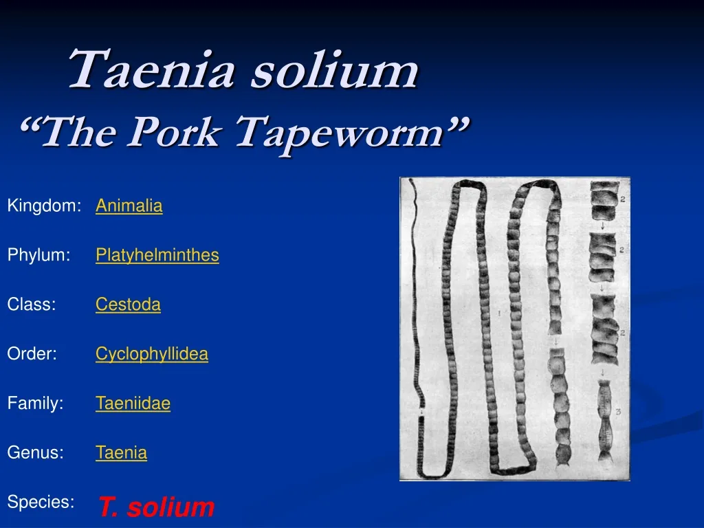 taenia solium the pork tapeworm