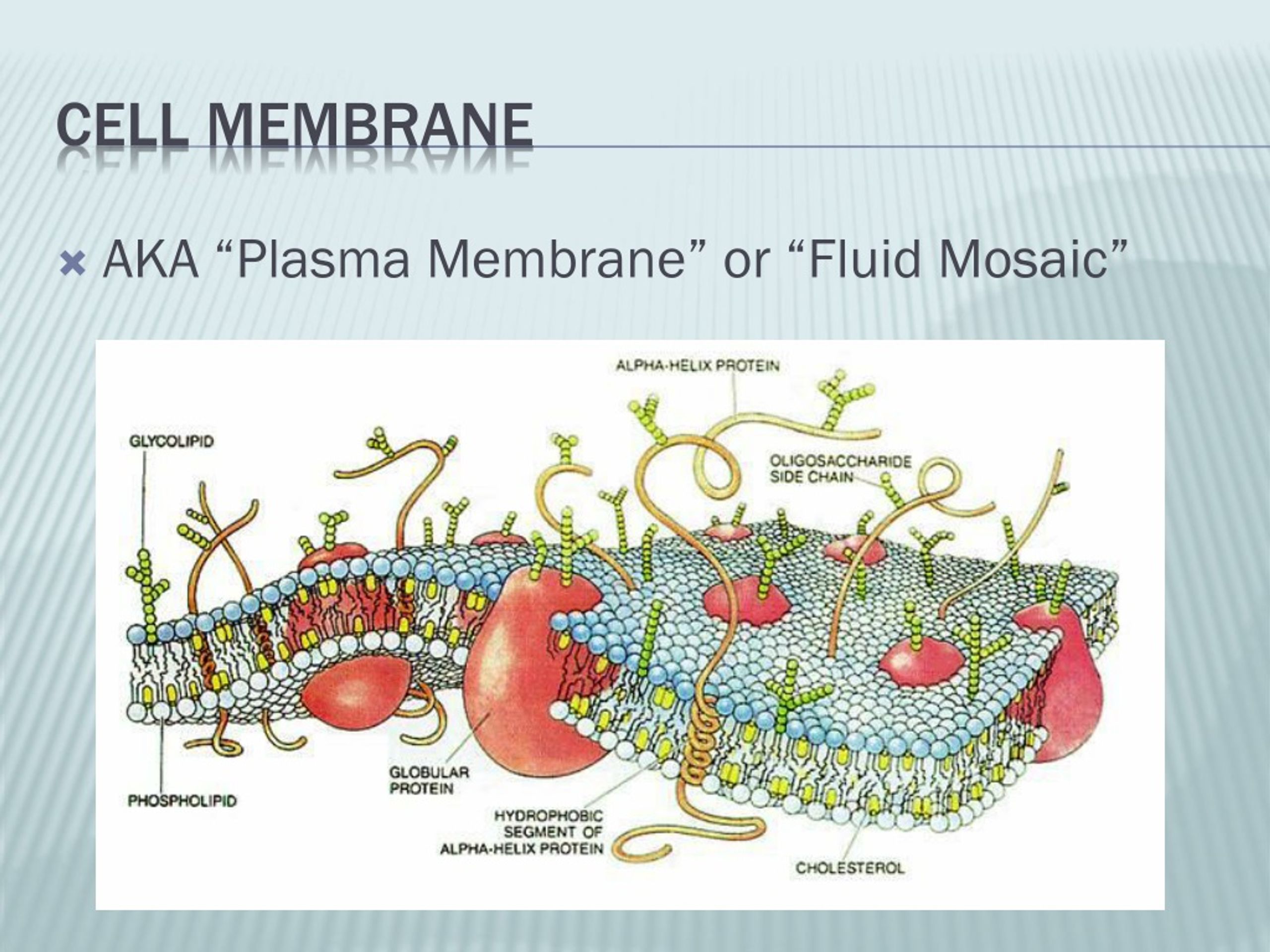 PPT - Cell Membrane PowerPoint Presentation, free download - ID:480526