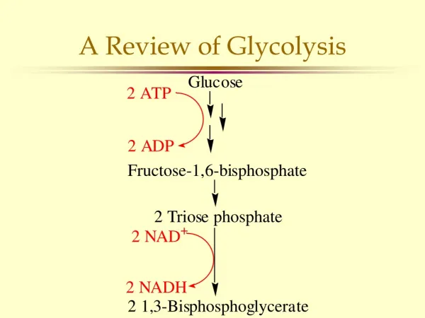 A Review of Glycolysis