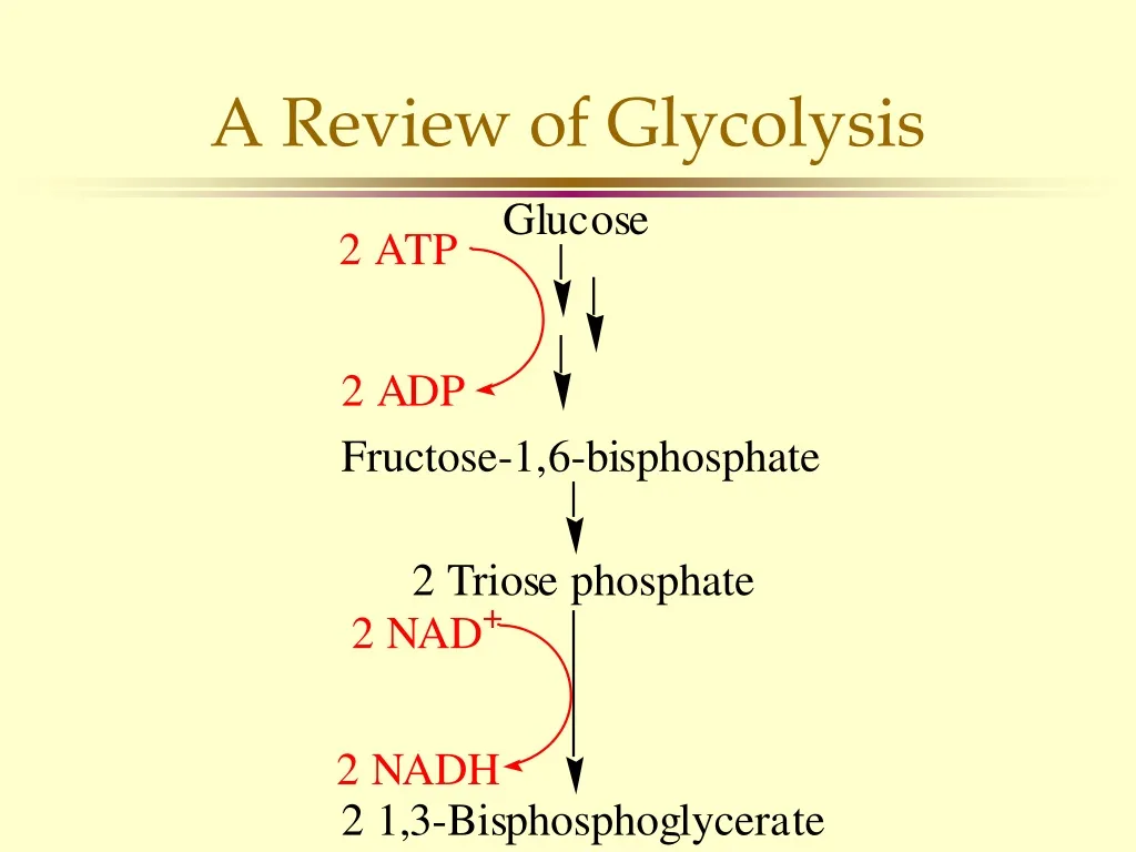 a review of glycolysis