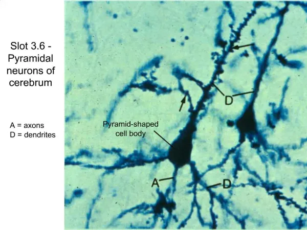 Slot 3.6 - Pyramidal neurons of cerebrum