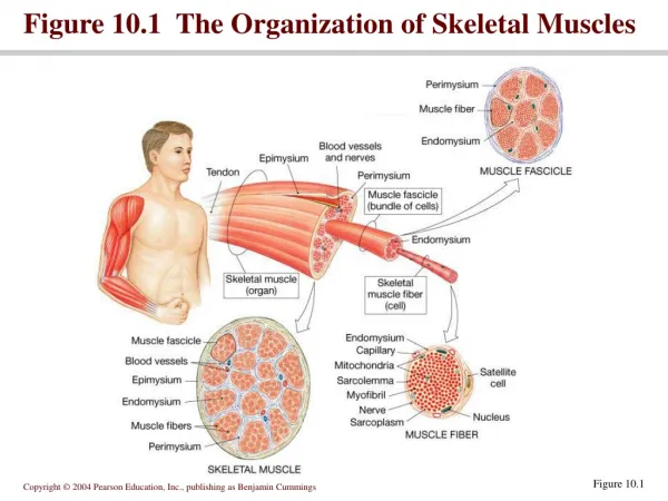 Figure 10.1 The Organization of Skeletal Muscles