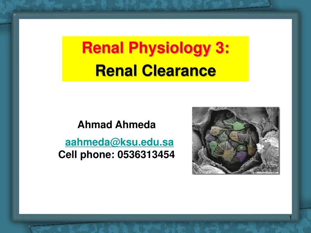 renal physiology 3 renal clearance