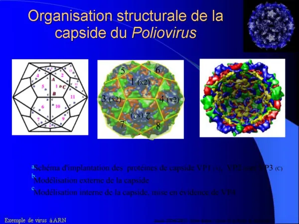 Organisation structurale de la capside du Poliovirus