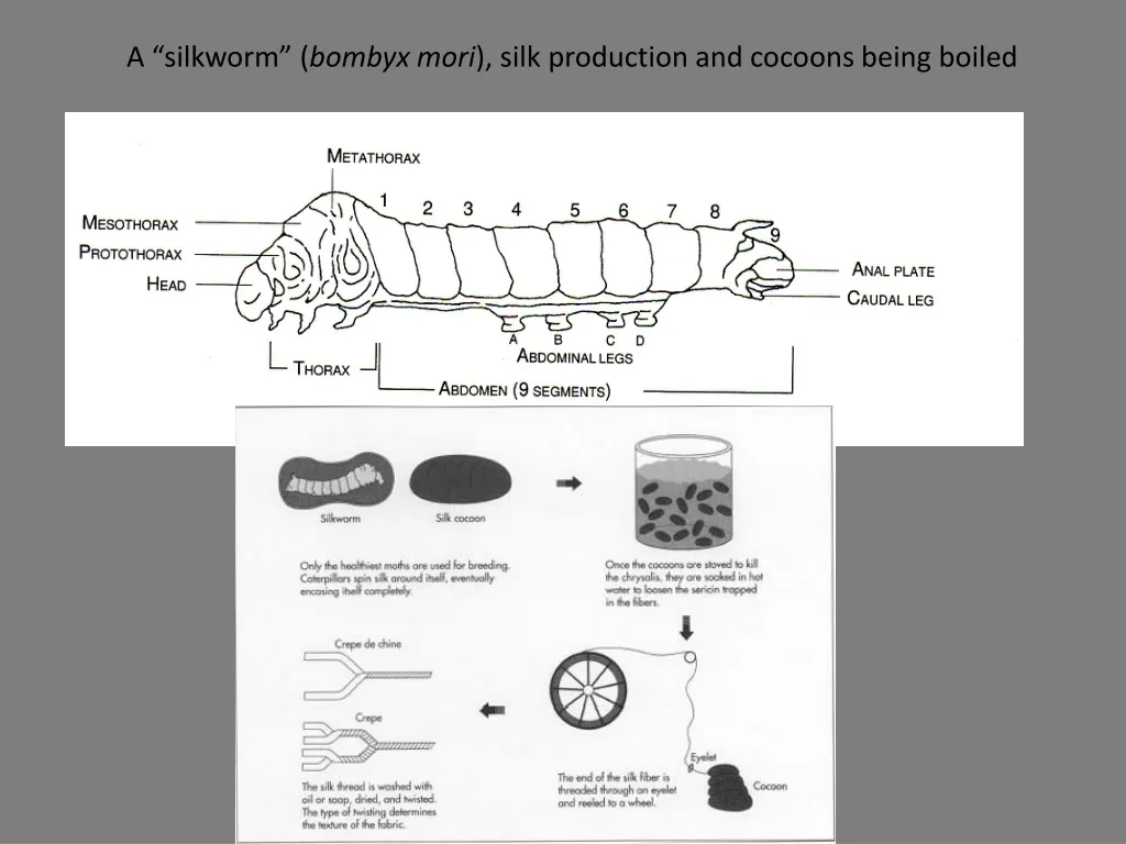 a silkworm bombyx mori silk production and cocoons being boiled