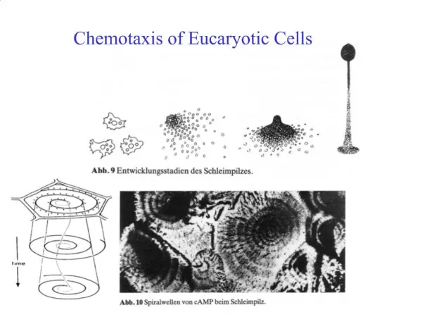 Chemotaxis of Eucaryotic Cells