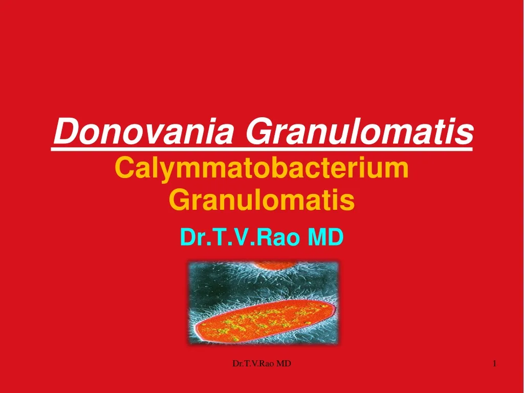 donovania granulomatis calymmatobacterium granulomatis