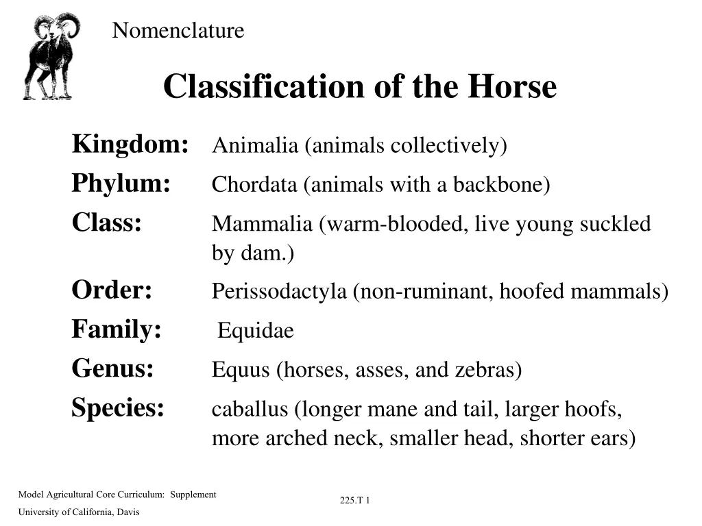 classification of the horse