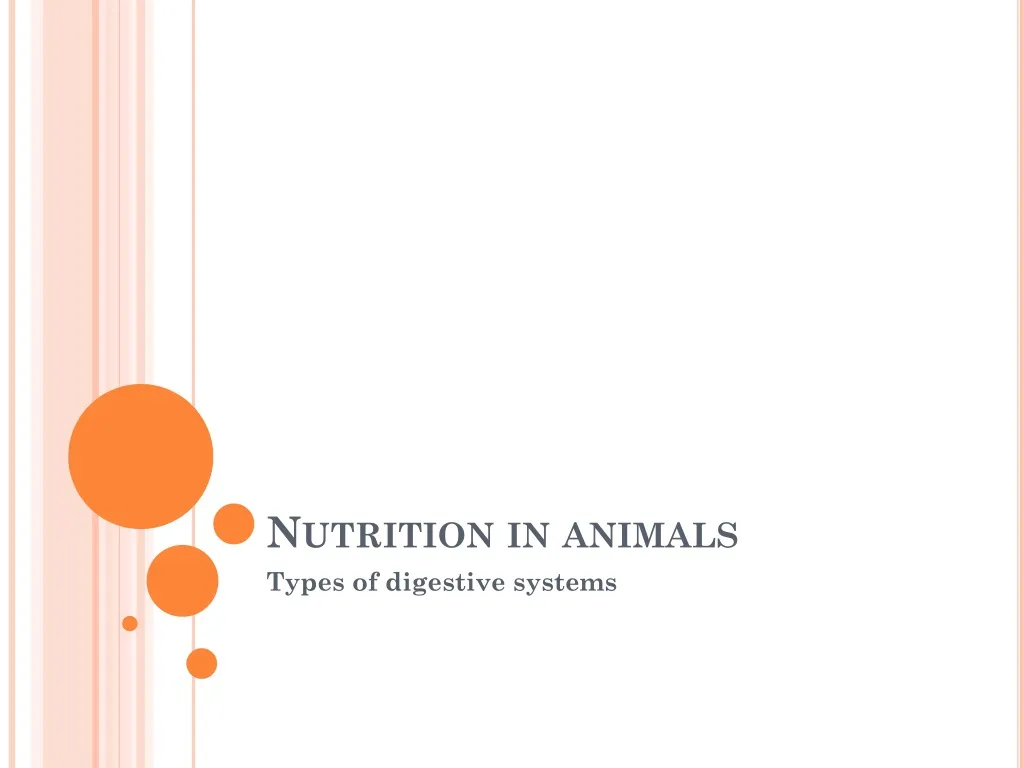 nutrition in animals