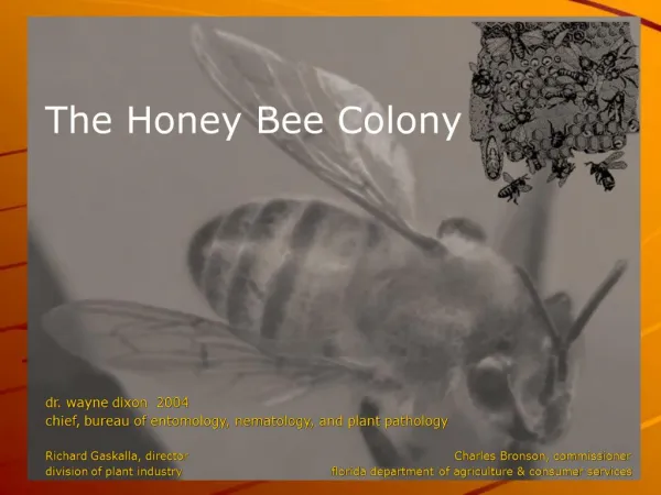 The Honey Bee Colony