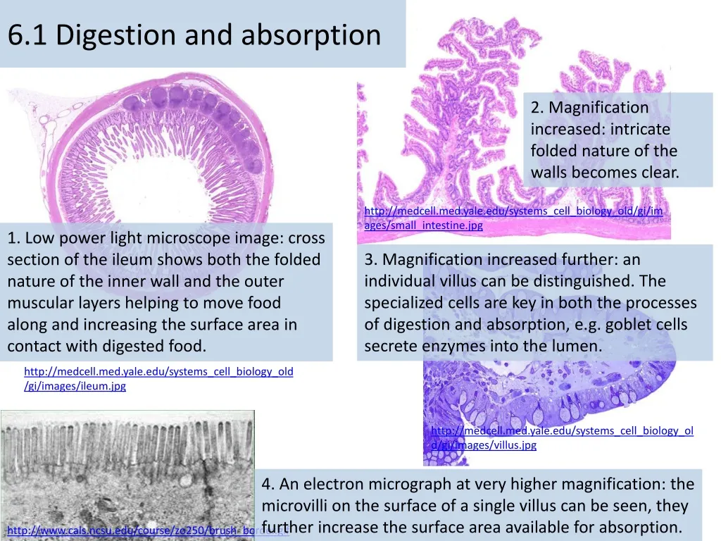 6 1 digestion and absorption