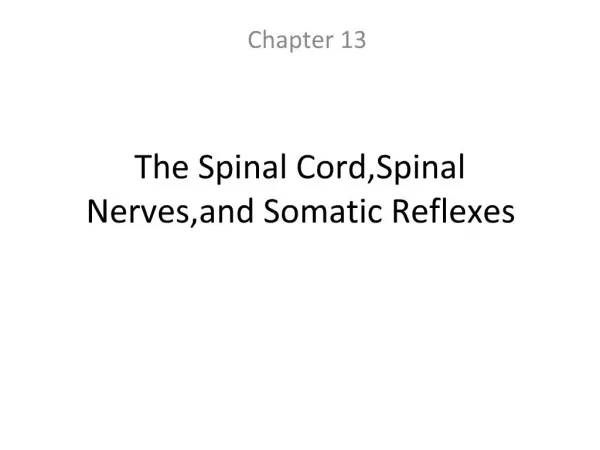 The Spinal Cord,Spinal Nerves,and Somatic Reflexes