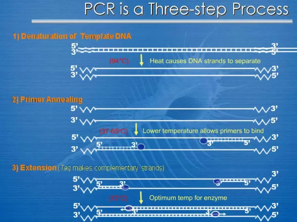 PCR is a Three-step Process