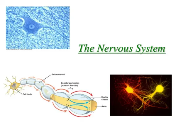 The Nervous System