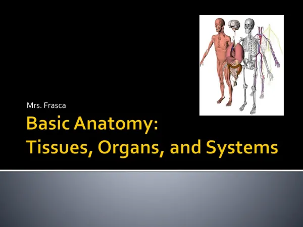 Basic Anatomy: Tissues, Organs, and Systems