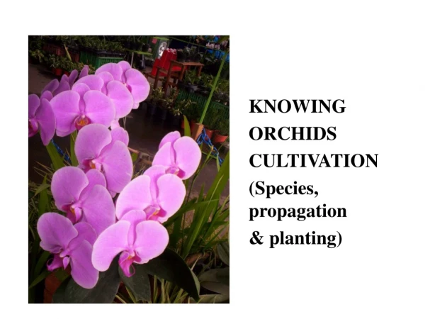 KNOWING 						ORCHIDS 						CULTIVATION 						(Species, 							propagation 						&amp; planting)