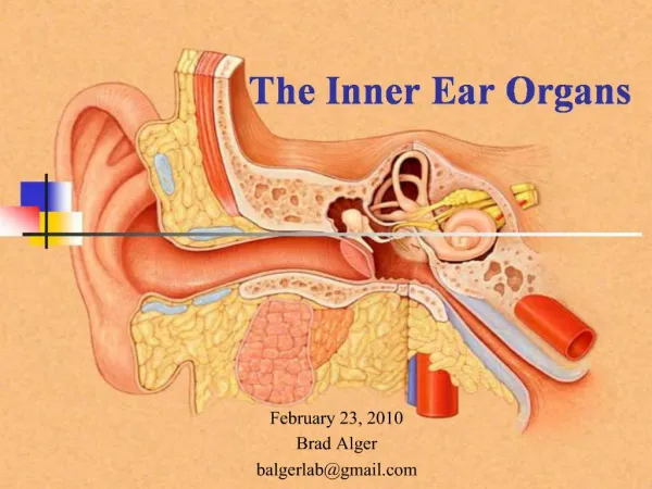 The Inner Ear Organs