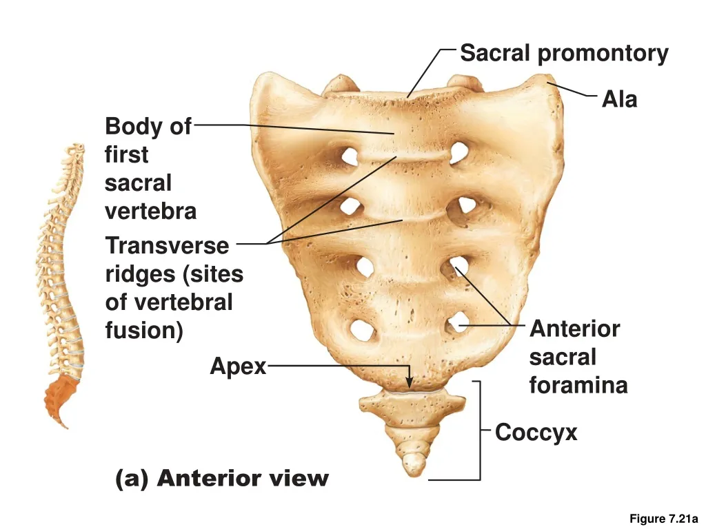 sacral promontory