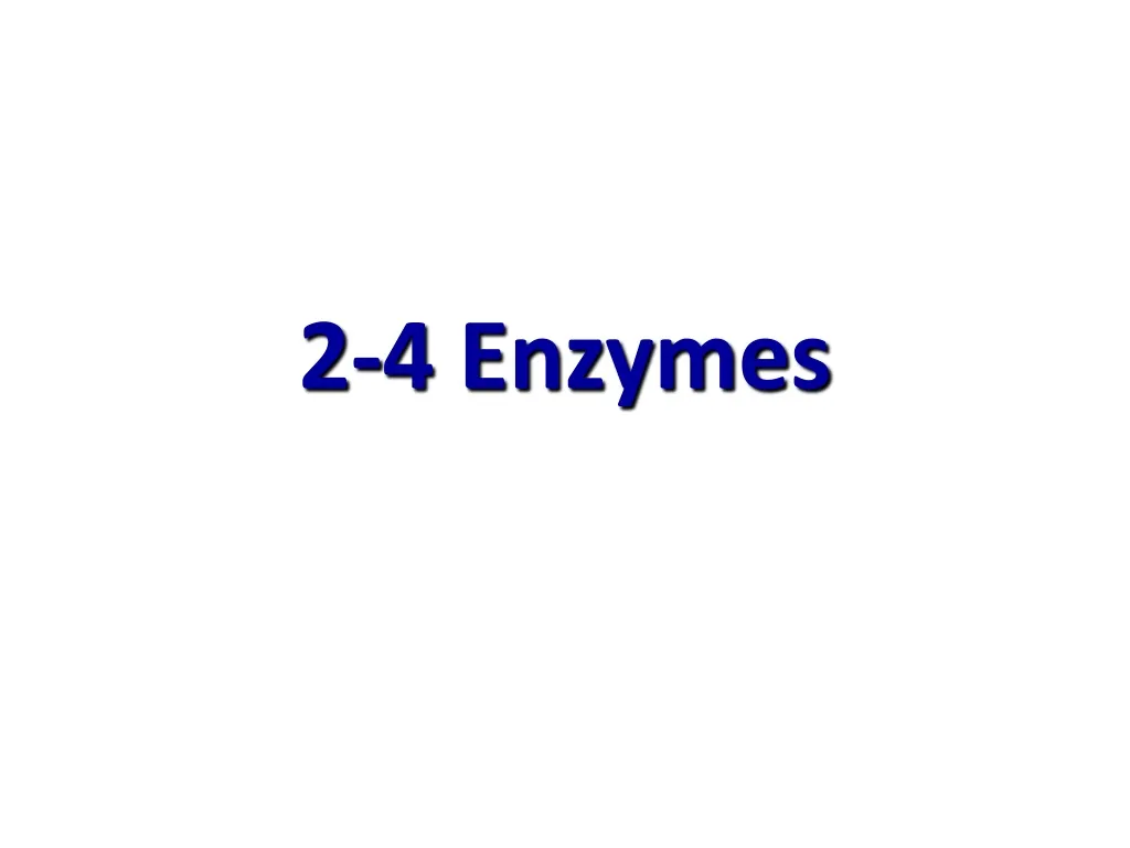 2 4 enzymes