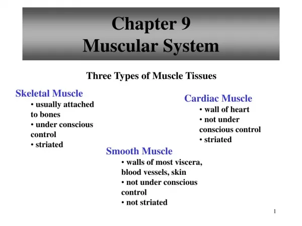 Chapter 9 Muscular System