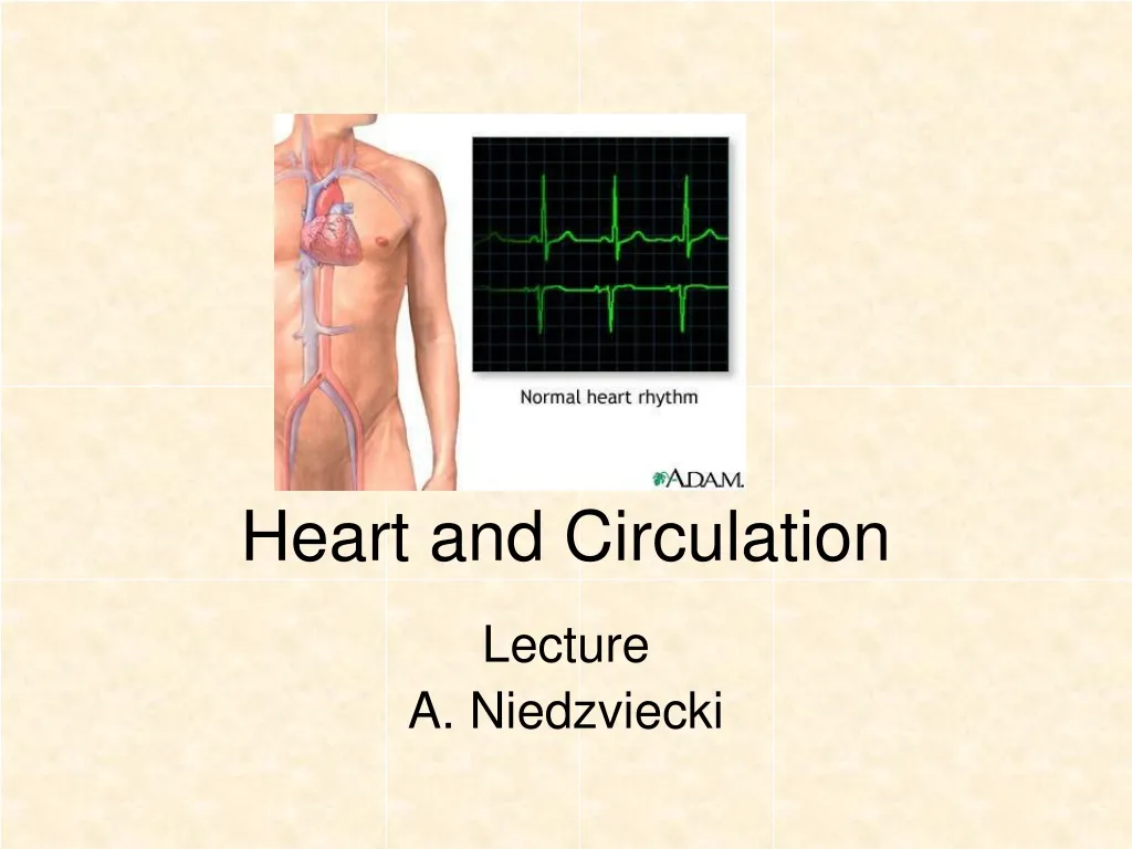 heart and circulation