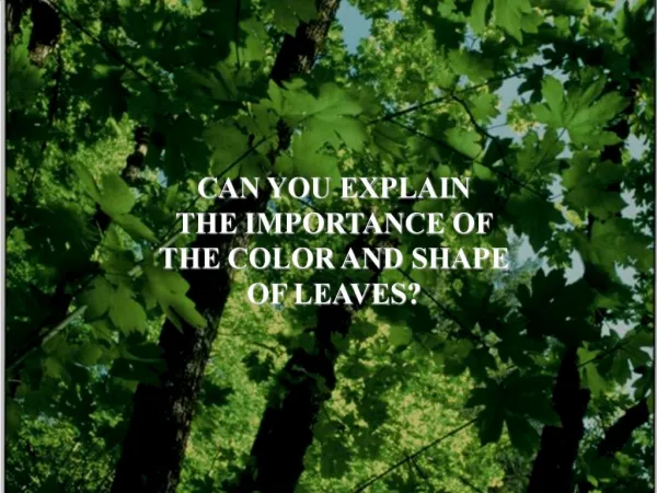 CAN YOU EXPLAIN THE IMPORTANCE OF THE COLOR AND SHAPE