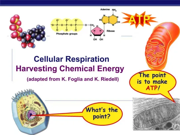 Cellular Respiration Harvesting Chemical Energy adapted from K. Foglia and K. Riedell