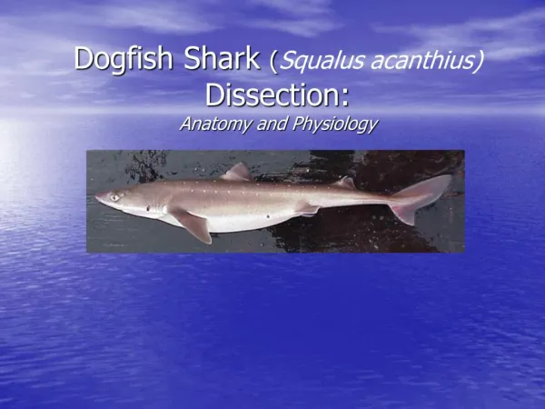 Dogfish Shark Squalus acanthius Dissection: Anatomy and Physiology