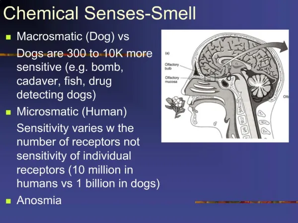 Chemical Senses-Smell