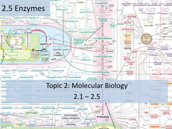 Topic 2: Molecular Biology 2.1 – 2.5