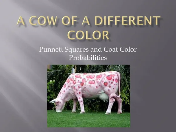 A Cow of a Different Color