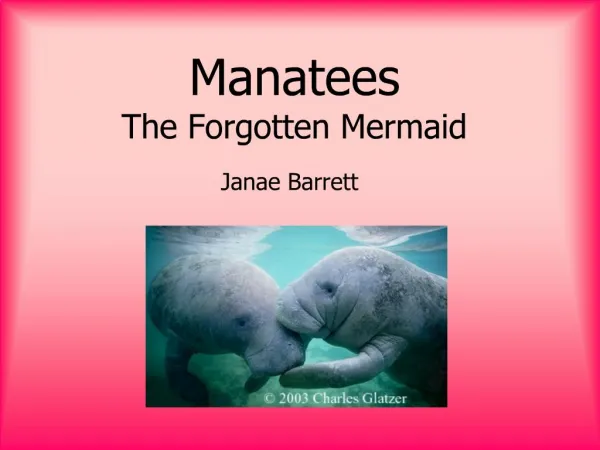 Manatees The Forgotten Mermaid