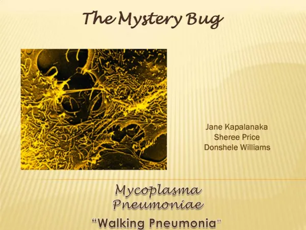 The Mystery Bug