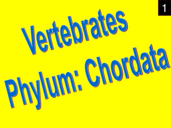 Vertebrates Phylum: Chordata