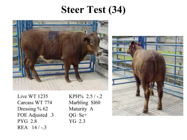 Steer Test 34