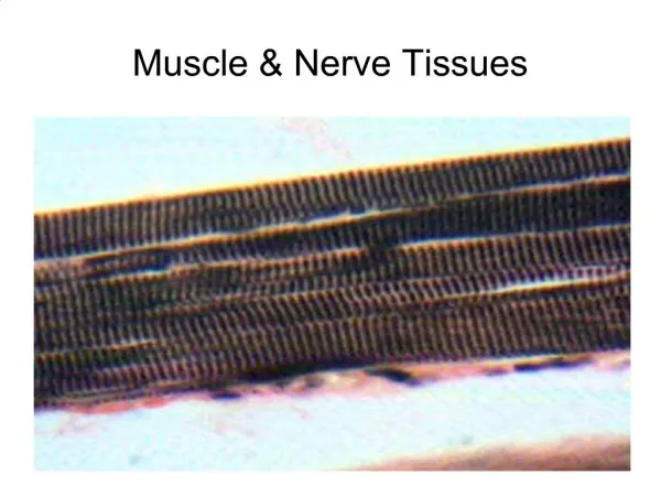 Muscle Nerve Tissues