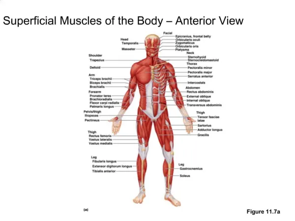 Superficial Muscles of the Body – Anterior View
