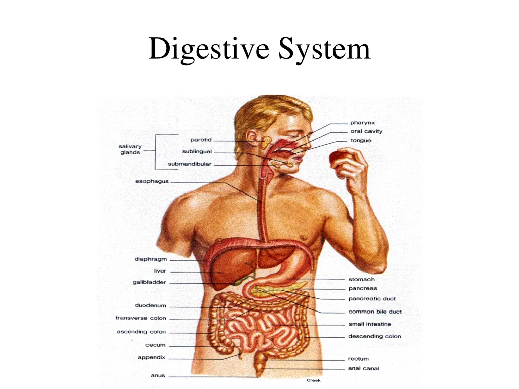 digestive system