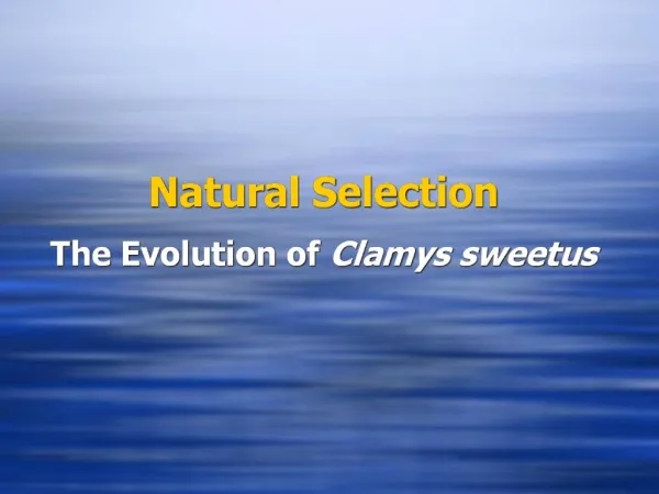 Natural Selection The Evolution of Clamys sweetus