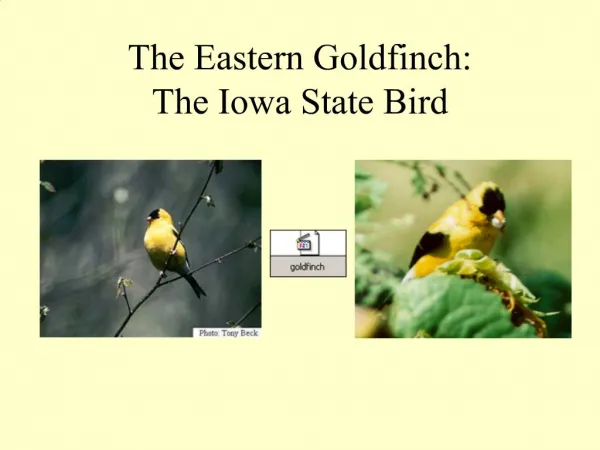 The Eastern Goldfinch: The Iowa State Bird